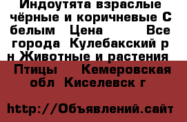 Индоутята взраслые чёрные и коричневые С белым › Цена ­ 450 - Все города, Кулебакский р-н Животные и растения » Птицы   . Кемеровская обл.,Киселевск г.